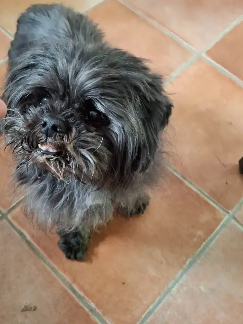 chien reunited   56500 Plumelin Cookie
