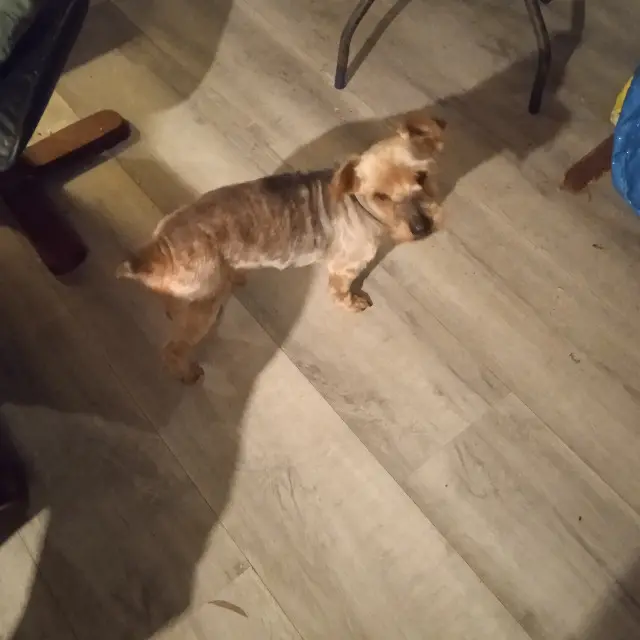 chien reunited   56140 Pleucadeuc Felix