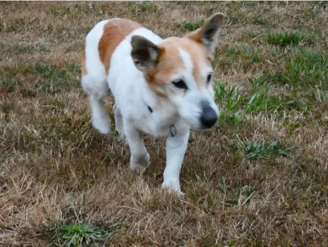 chien reunited   56190 Muzillac Frenchy