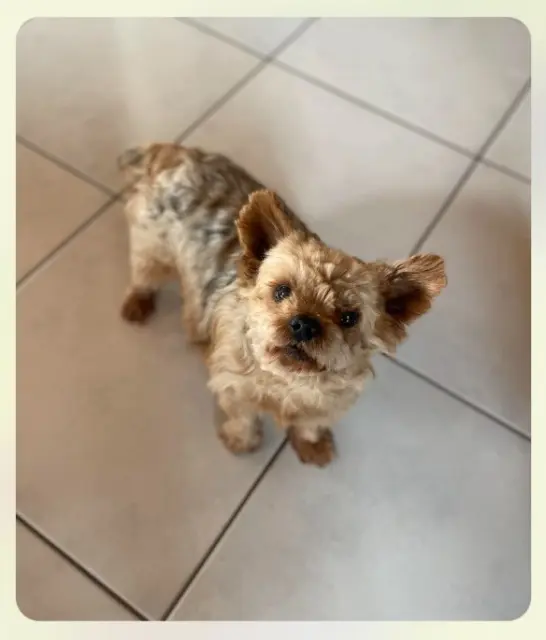 chien reunited   56270 Plœmeur JUNIOR