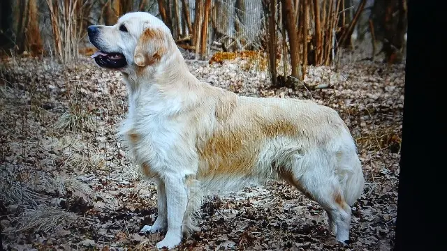 chien reunited   56400 Auray Juno