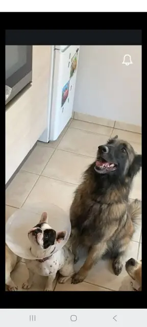 chien reunited   56140 Pleucadeuc Mowgli