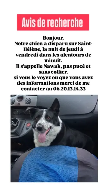 chien reunited   56700 Sainte-Hélène Nawak