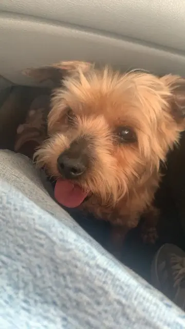 chien reunited   56130 Marzan Nounours
