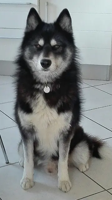 chien reunited   56520 Guidel Olympe