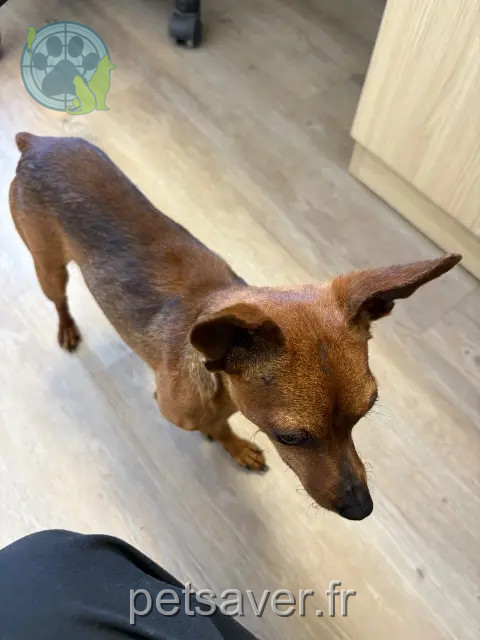 chien reunited   56340 Plouharnel Rien
