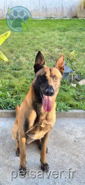 chien reunited 56190 Lauzach Tayko