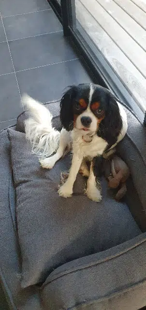 chien reunited   56450 Theix-Noyalo Beethoven