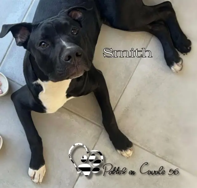 chien reunited   56450 Theix-Noyalo smith