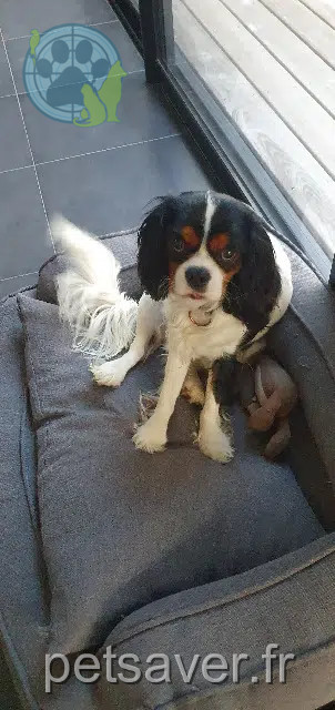 chien reunited   56450 Theix-Noyalo Beethoven
