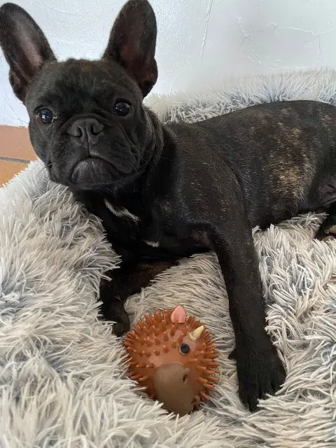 chien reunited   56500 Saint-Allouestre Volcan