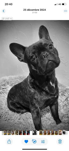 chien reunited   56500 Saint-Allouestre Volcan