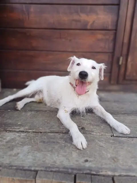chien reunited   57920 Metzeresche Hercule