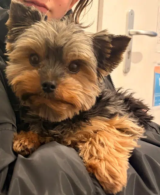 chien reunited    Metz Gala