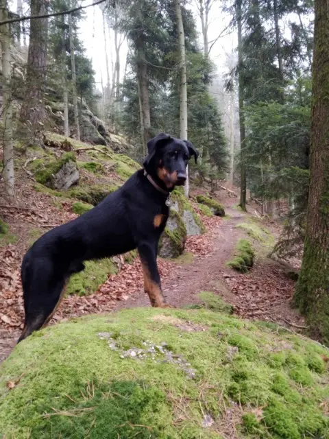 chien reunited   57370 Phalsbourg Pulco
