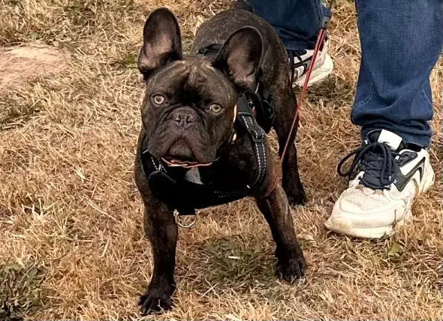 chien reunited   57830 Foulcrey Ragnar