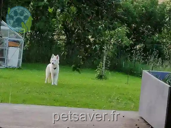 Chien Trouvé 57 Moselle - Sirci-maurice Chien Trouvé 57 Moselle - Sirci-maurice