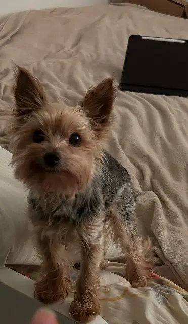 chien reunited   57950 Montigny-lès-Metz Yoko