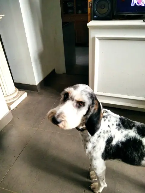 chien reunited   58200 Alligny-Cosne Balthazar