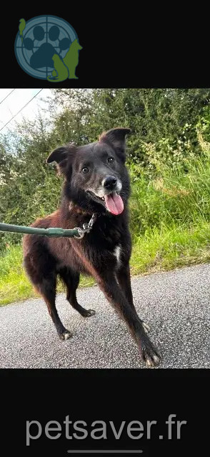 chien reunited   58350 Dompierre-sur-Nièvre Eros