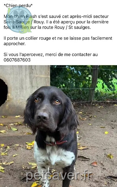 chien reunited   58330 Saint-Saulge Flash
