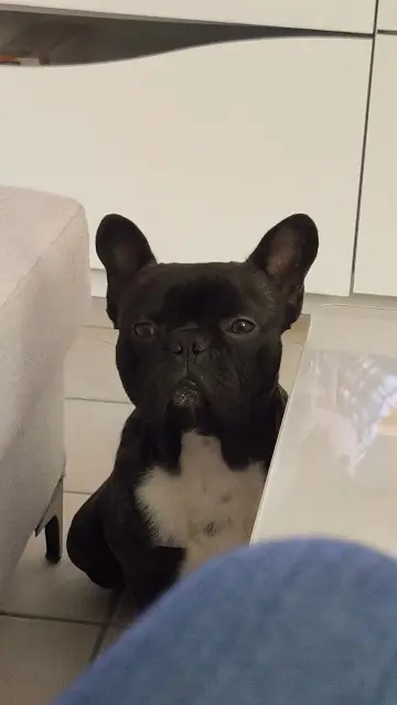 chien reunited   58600 Fourchambault Taoki