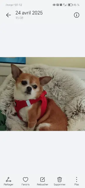 chien reunited   58220 Donzy YODA