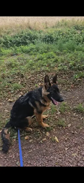 chien reunited   59157 Beauvois-en-Cambrésis Aiko