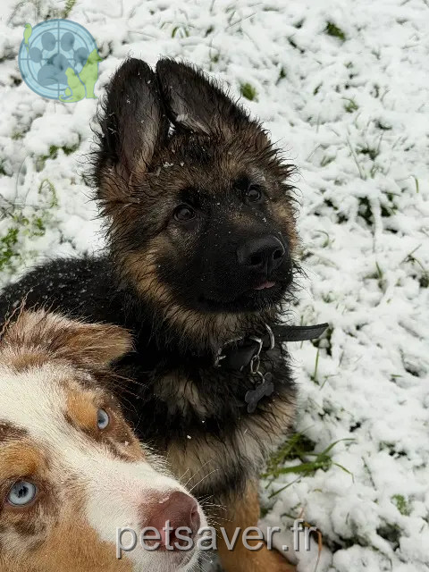 chien reunited 59680 Ferrière-la-Grande Akaza