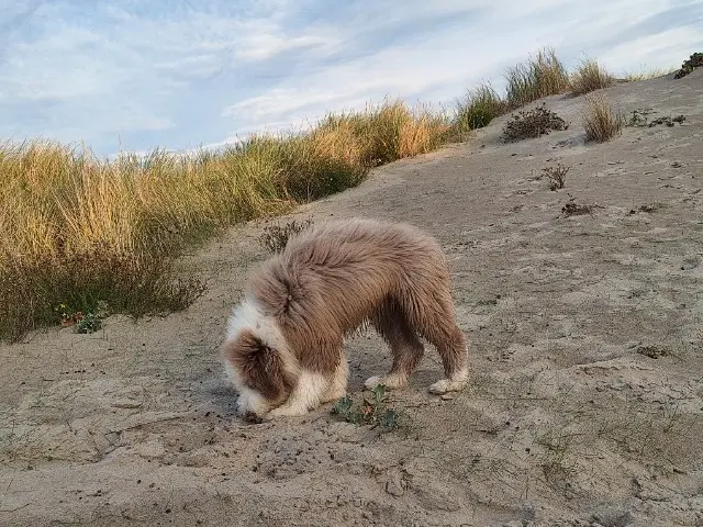 chien reunited    Dunkerque Alpha