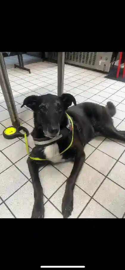 Chien Trouvé 59 Nord Lille - Iago Chien Trouvé 59 Nord Lille - Iago