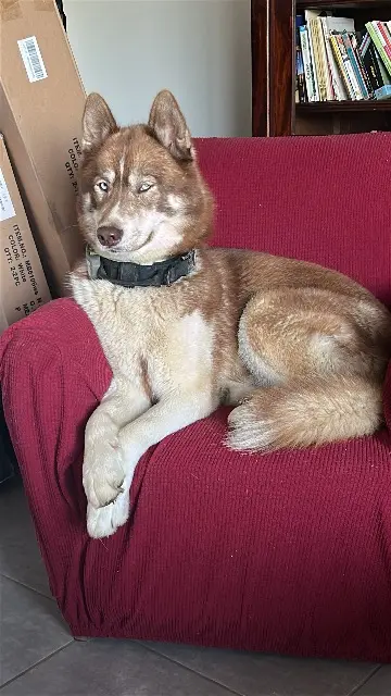 chien reunited   59270 Bailleul Loki