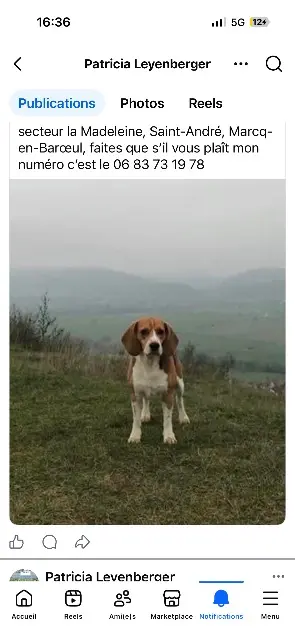 chien reunited   59700 Marcq-en-Barœul Lucky