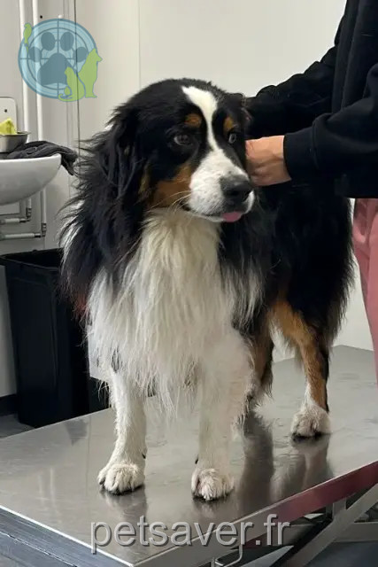 cão reunited   59220 Denain Mac