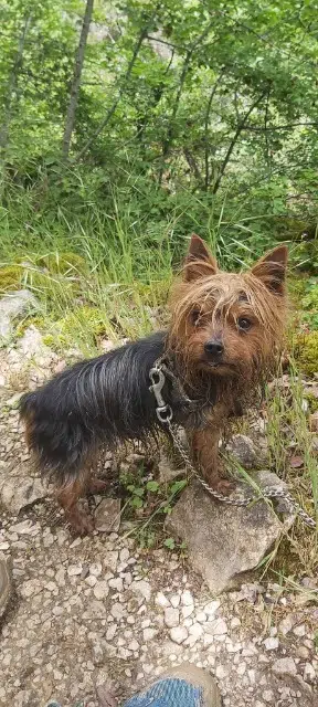 chien reunited   59630 Saint-Pierre-Brouck Mozart