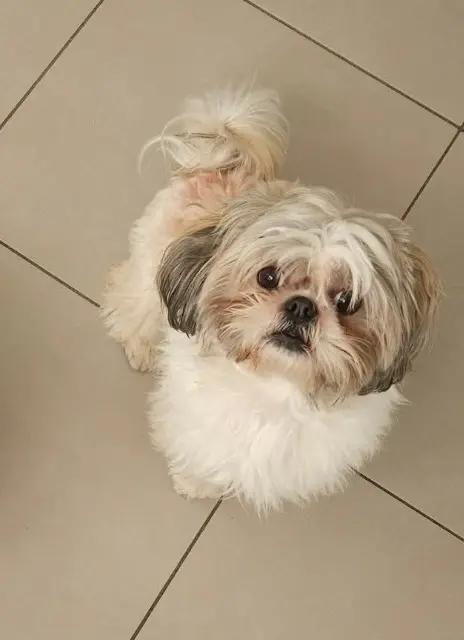 chien reunited   59192 Beuvrages Olaf