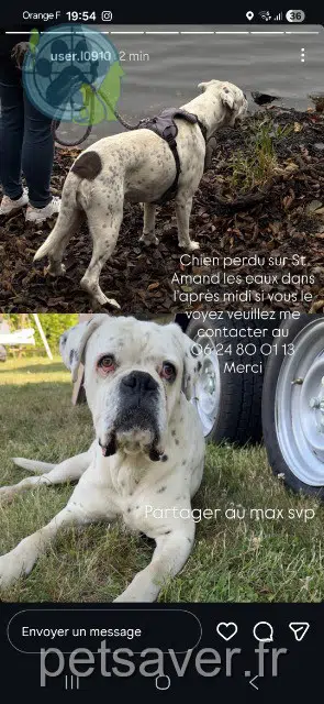 cão reunited   59230 Saint-Amand-les-Eaux Oslo