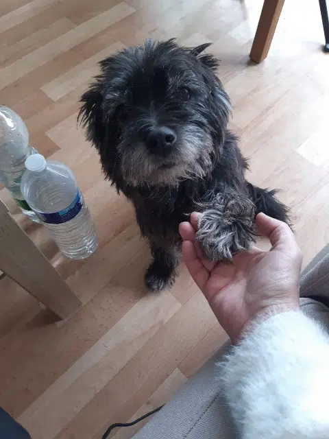 chien reunited   59150 Wattrelos Piccachu