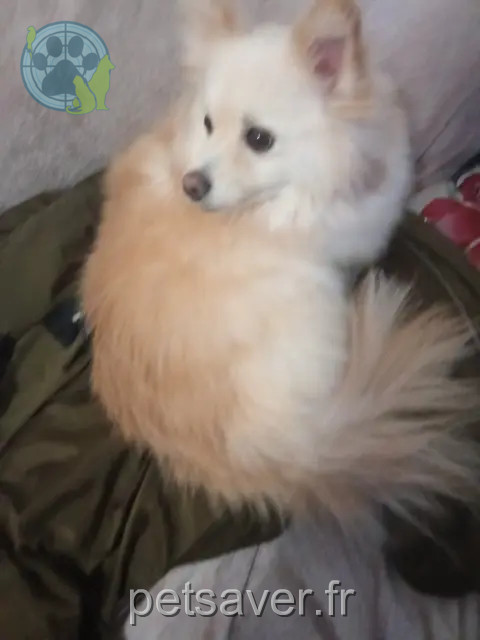 chien reunited   59110 La Madeleine Prince