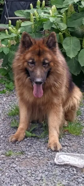 chien reunited   59150 Wattrelos Roscoe