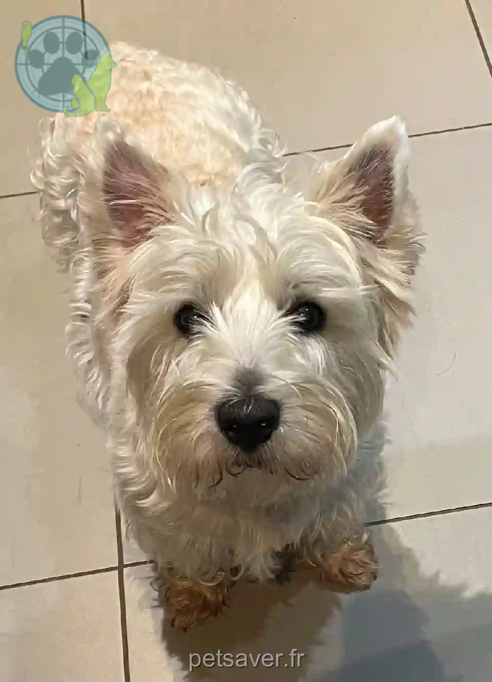 Chien Trouvé 59 Nord - Scott Chien Trouvé 59 Nord - Scott