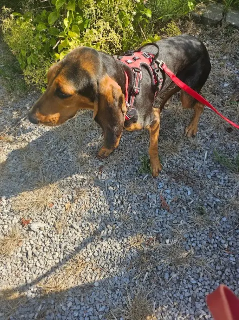 chien reunited   59310 Beuvry-la-Forêt TIKANI