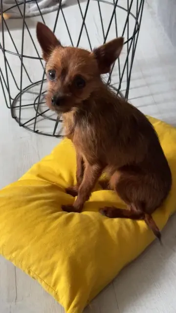 chien reunited   59241 Masnières Tomy