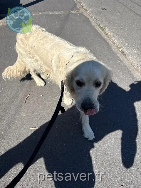 chien reunited   59580 Aniche Urkane