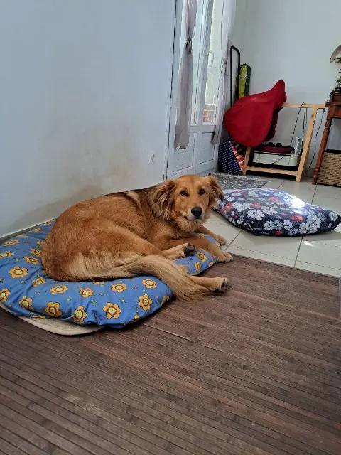 chien reunited   60650 Saint-Paul Gustav