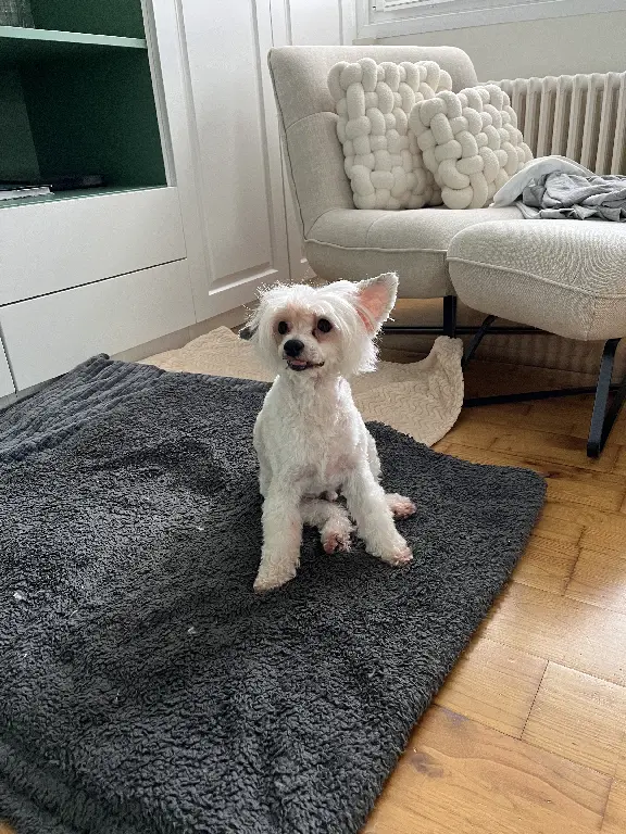 Chien Perdu 60 Oise - Lilou-(leetchy) Chien Perdu 60 Oise - Lilou-(leetchy)