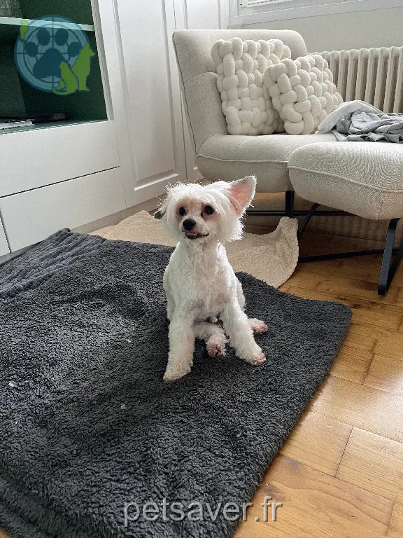 Chien Perdu 60 Oise - Lilou-(leetchy) Chien Perdu 60 Oise - Lilou-(leetchy)