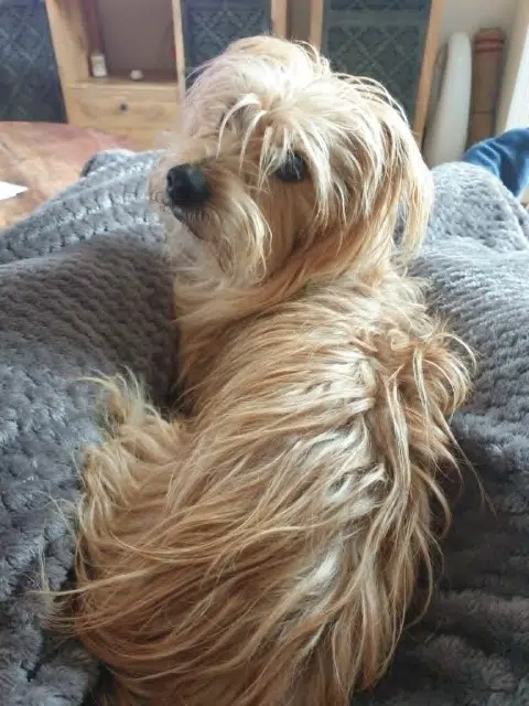 chien reunited   60700 Pontpoint Orion