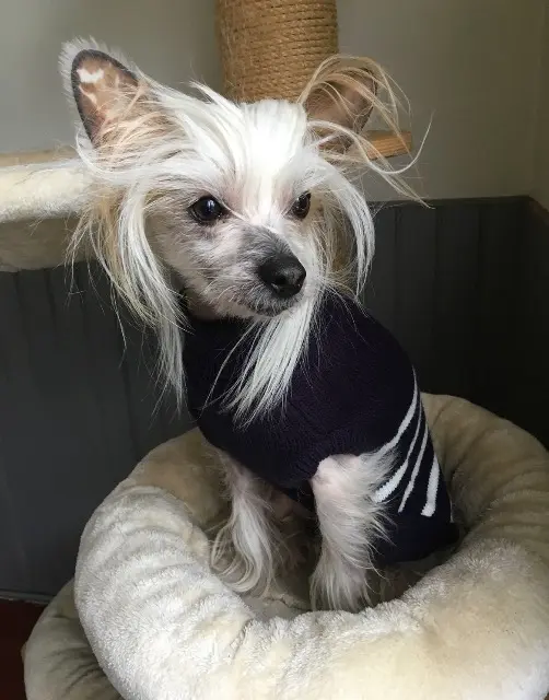 chien reunited   60390 Auneuil Plume
