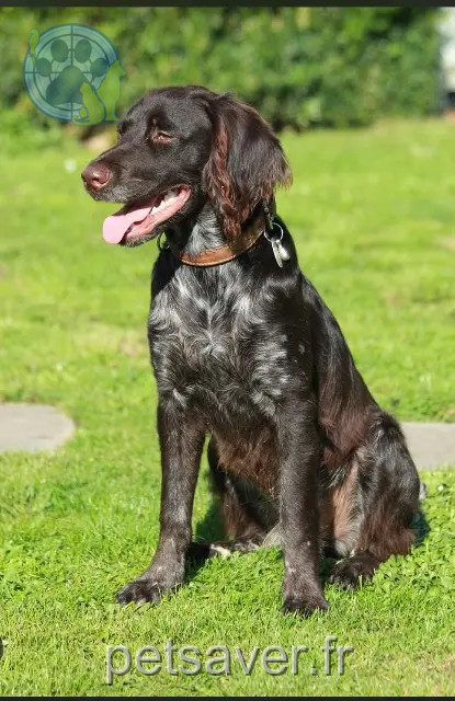 chien reunited 60420 Welles-Pérennes Vick